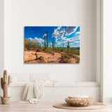 Saguaro National Park, Tucson, Arizona, USA Canvas Print №4050