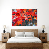 Red Maple leaf Canvas Print №7042