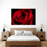 Red Rose Canvas Print №7028