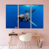 Humpback Whale Pacific Ocean Canvas Print №3522