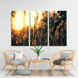 Grass On Sunset Background Canvas Print №7007