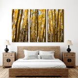 Autumn Birch Grove Canvas Print №7020