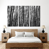 Black & White Birch Grove Canvas Print №7030