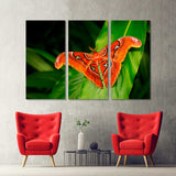 Butterfly, Giant Atlas Moth-aka Canvas Print №3555