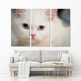 White Persian Cat Canvas Print №3550