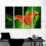Butterfly, Giant Atlas Moth-aka Canvas Print №3555
