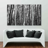Black & White Birch Grove Canvas Print №7030