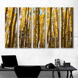 Autumn Birch Grove Canvas Print №7020